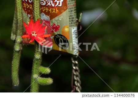 克雷斯特仙人掌(Craist Cactus Winteri)深紅花貓尾仙人掌(Crimson Flower Cat's Tail Cactus)室內植物稀有仙人掌串仙人掌(String Cactus Hilde Winteri) 克雷斯特仙人掌(Craist Cactus Winteri)深紅花貓尾仙人掌(Crimson Flower Cat's Tail Cactus)室內植物稀有仙人掌串仙人掌(String Cactus Hilde Winteri) 134400076