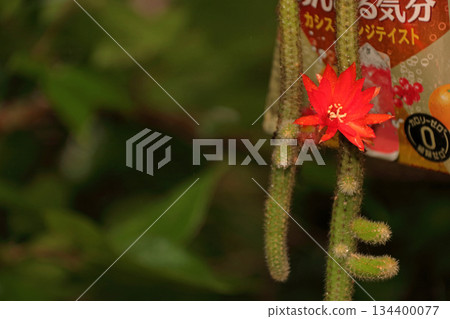 克雷斯特仙人掌(Craist Cactus Winteri)深紅花貓尾仙人掌(Crimson Flower Cat's Tail Cactus)室內植物稀有仙人掌串仙人掌(String Cactus Hilde Winteri) 克雷斯特仙人掌(Craist Cactus Winteri)深紅花貓尾仙人掌(Crimson Flower Cat's Tail Cactus)室內植物稀有仙人掌串仙人掌(String Cactus Hilde Winteri) 134400077