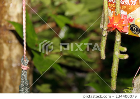克雷斯特仙人掌(Craist Cactus Winteri)深紅花貓尾仙人掌(Crimson Flower Cat's Tail Cactus)室內植物稀有仙人掌串仙人掌(String Cactus Hilde Winteri) 克雷斯特仙人掌(Craist Cactus Winteri)深紅花貓尾仙人掌(Crimson Flower Cat's Tail Cactus)室內植物稀有仙人掌串仙人掌(String Cactus Hilde Winteri) 134400079