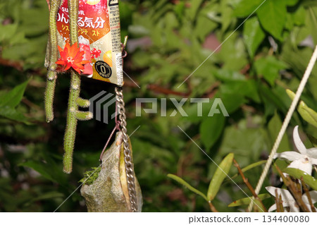 克雷斯特仙人掌(Craist Cactus Winteri)深紅花貓尾仙人掌(Crimson Flower Cat's Tail Cactus)室內植物稀有仙人掌串仙人掌(String Cactus Hilde Winteri) 克雷斯特仙人掌(Craist Cactus Winteri)深紅花貓尾仙人掌(Crimson Flower Cat's Tail Cactus)室內植物稀有仙人掌串仙人掌(String Cactus Hilde Winteri) 134400080