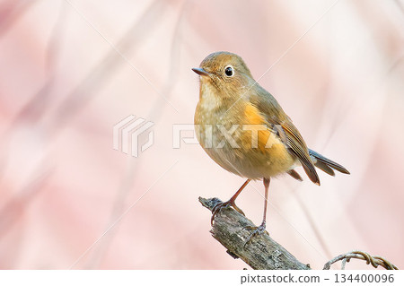 Female of Ruribitaki 134400096