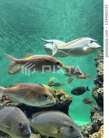 Kasai Seaside Aquarium 134400143