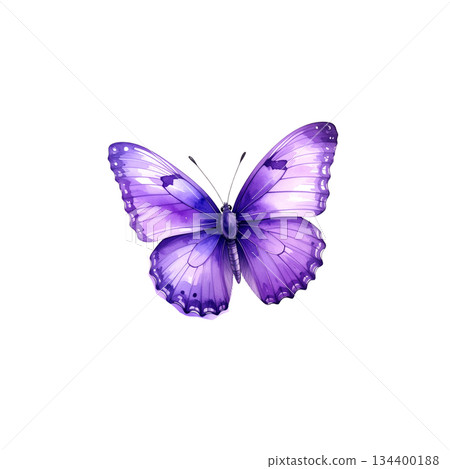 Watercolor butterfly on white background 134400188