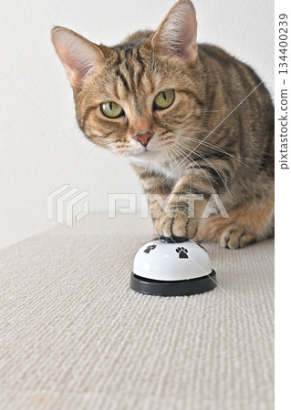 A cat that rings a bell to let you know A cat that rings a bell to let you know 134400239