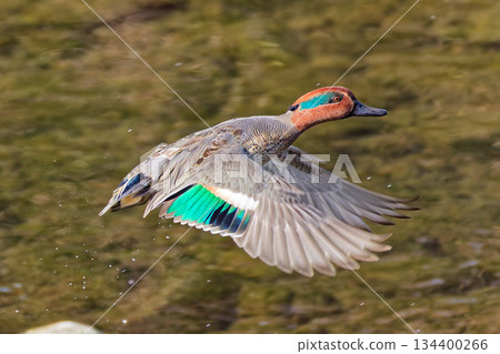 藍綠色的鳥兒躍出河面 134400266