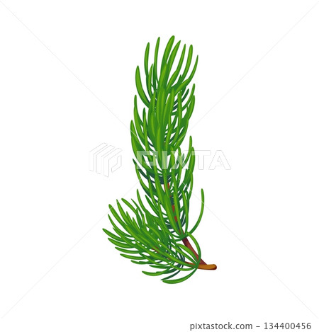 Christmas holiday cartoon fir twig decoration. Xmas holiday fir twig, happy New Year festive isolated vector floral element. Christmas celebration spruce tree branch or pine evergreen plant decoration 134400456