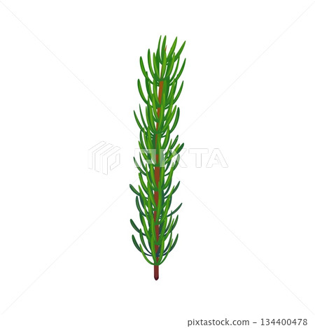 Christmas holiday cartoon pine twig decoration or object. Xmas, Merry Christmas celebration isolated vector pine or fir twig evergreen plant decoration. Happy New Year object or floral element Christmas holiday cartoon pine twig decoration or object. Xmas, Merry Christmas celebration isolated vector pine or fir twig evergreen plant decoration. Happy New Year object or floral element 134400478