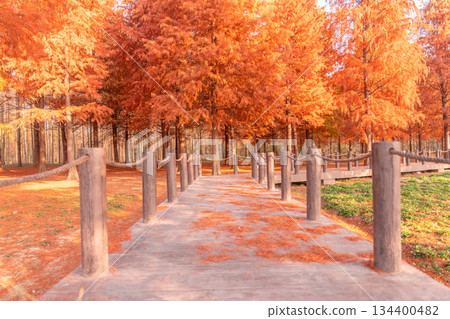 Boardwalk in the redwood forest of Shanghai in autumn 134400482