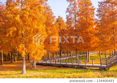 Boardwalk in the redwood forest of Shanghai in autumn Boardwalk in the redwood forest of Shanghai in autumn 134400483