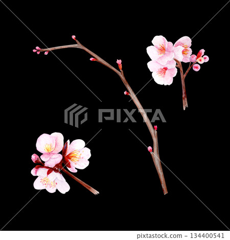 Cherry blossom branch set with delicate pink petals, soft gradients. Hand-painted watercolor clip art isolated on black, perfect for spring decor, wedding invitations, Asian design, or floral projects 134400541