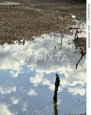 水面上倒映著雲朵，一隻翠鳥棲息在樹上。 134400544