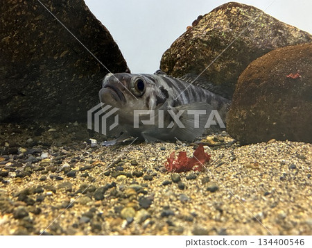 Bald notothen Bald notothen 134400546