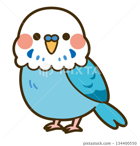 一隻可愛的虎皮鸚鵡插圖（白色和藍色） 134400550
