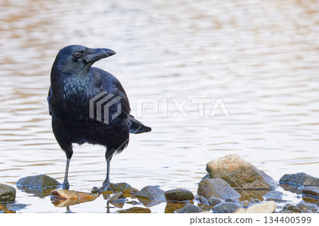 冬天，水邊的烏鴉 134400599