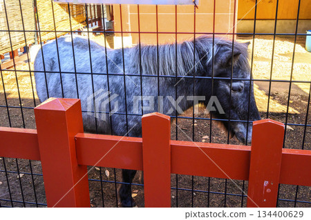 Tokyo Kanda Shrine, sacred horse Akari-chan, pony 134400629