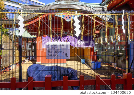 Tokyo Kanda Shrine, sacred horse Akari-chan, pony Tokyo Kanda Shrine, sacred horse Akari-chan, pony 134400630