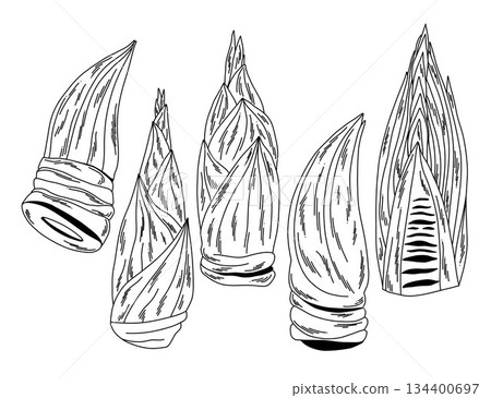 Black and white set of raw edible bamboo shoots on white, outline illustration of vegetables 134400697