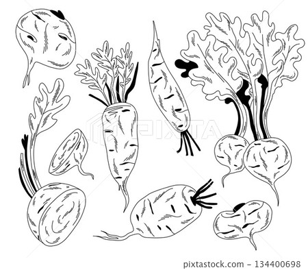 Contour set of daikon radish, raw linear vegetables whole and in section Contour set of daikon radish, raw linear vegetables whole and in section 134400698