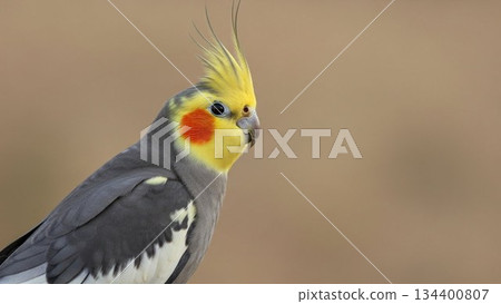 玄鳳鸚鵡 134400807