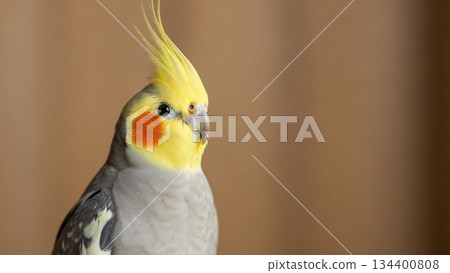 玄鳳鸚鵡 134400808