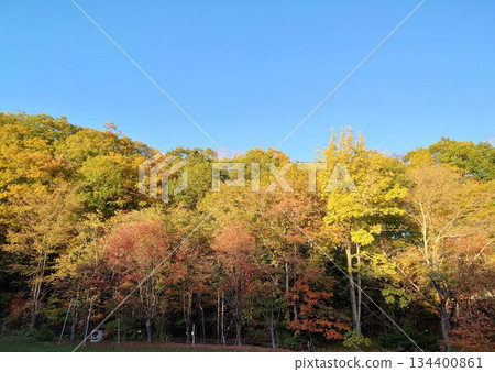Autumn forest scenery under the blue sky 134400861