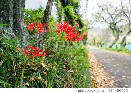 在路邊開花的群集孤挺花 在路邊開花的群集孤挺花 134400925