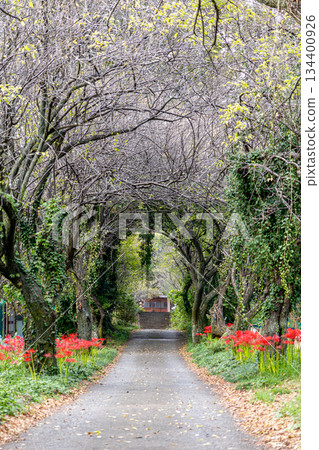 A tunnel of branches leads to the shrine and red spider lilies A tunnel of branches leads to the shrine and red spider lilies 134400926