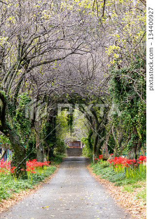 A tunnel of branches leads to the shrine and red spider lilies A tunnel of branches leads to the shrine and red spider lilies 134400927
