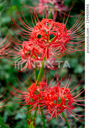紅蜘蛛百合 134400948