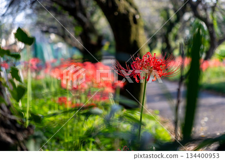 red spider lily 134400953