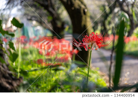 紅蜘蛛百合 紅蜘蛛百合 134400954