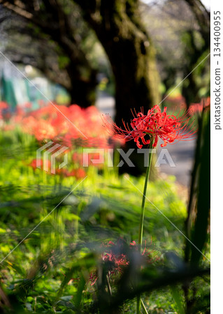 集群孤挺花盛開的方法 134400955