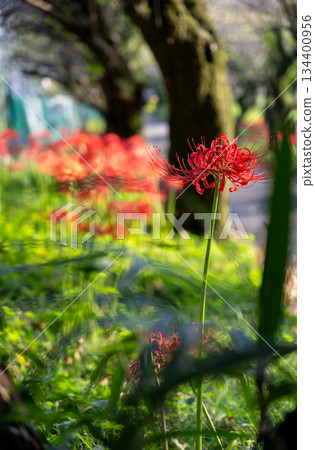 Cluster amaryllis blooming on the approach 134400956