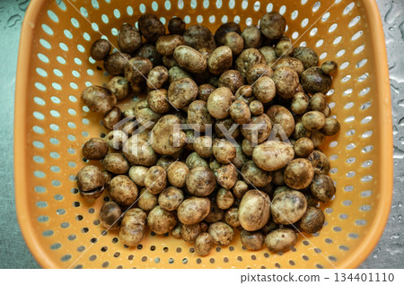 Puff ball mushroom (other named is Earthstars mushroom) after soak in cool water to remove any dirt and insects. 134401110