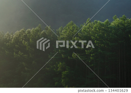 Forest wrapped in fog Forest wrapped in fog 134401629