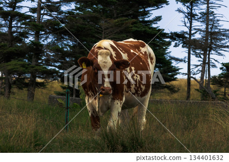 Cattle eating grass 134401632