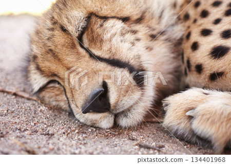 Nature, wildlife and a cheetah sleeping on the ground closeup to relax in a natural environment. Animal conservation, ecology and endangered species with a big cat lying down for rest at the zoo Nature, wildlife and a cheetah sleeping on the ground closeup to relax in a natural environment. Animal conservation, ecology and endangered species with a big cat lying down for rest at the zoo 134401968
