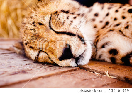 Relax, sleep and the face of a cheetah at the zoo for sustainability, ecology or conservation of wildlife. Nature, environment and safari with a big cat in an animal park for endangered species Relax, sleep and the face of a cheetah at the zoo for sustainability, ecology or conservation of wildlife. Nature, environment and safari with a big cat in an animal park for endangered species 134401969
