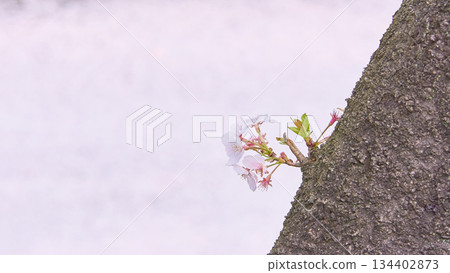 粉紅色背景，櫻花特寫 134402873