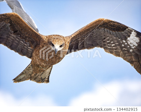 黑鳶目光銳利,瞄準獵物,向前飛去。 黑鳶目光銳利,瞄準獵物,向前飛去。 134402915
