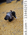 Wrapped in fallen leaves. 134402973