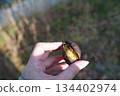 I ate chestnuts 134402974