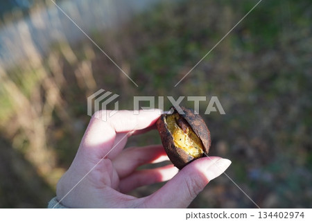 I ate chestnuts I ate chestnuts 134402974