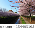 A waterside park with cherry blossoms in full bloom 134403108