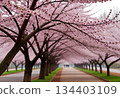 People walking along the cherry blossom trees in full bloom 134403109