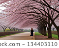 People walking along the cherry blossom trees in full bloom 134403110