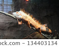 Reptile lizard 134403134