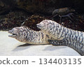 A big conger eel? 134403135