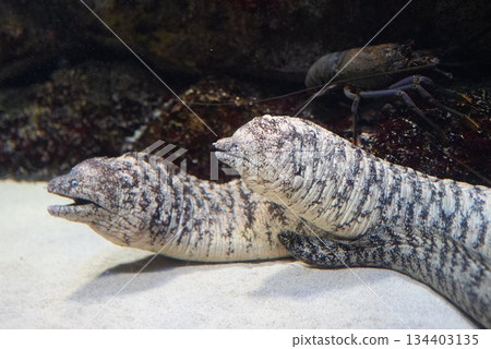 一條大康吉鰻？ 134403135