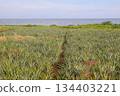 A pineapple plantation by the sea, under a bright summer sky, with the vast ocean as a backdrop. 134403221